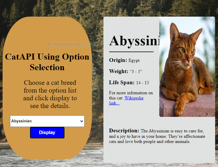 Cat API image